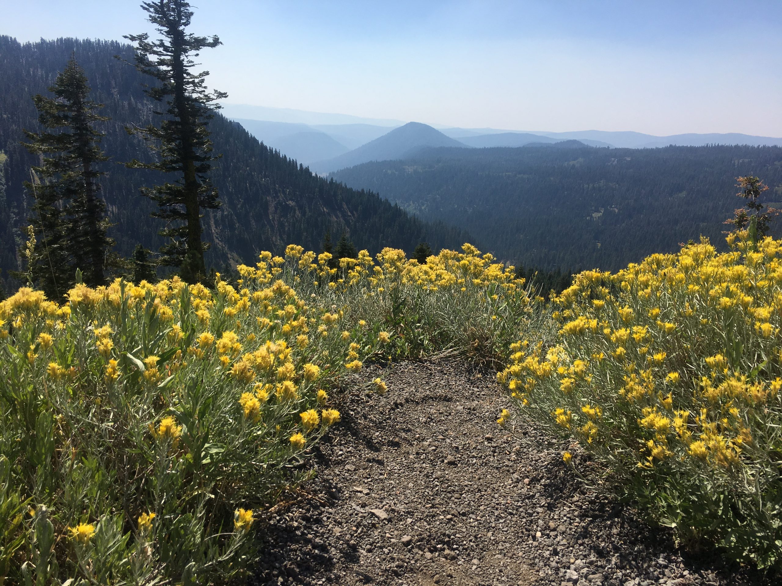 Lassen Volcanic Wildflower Bloom