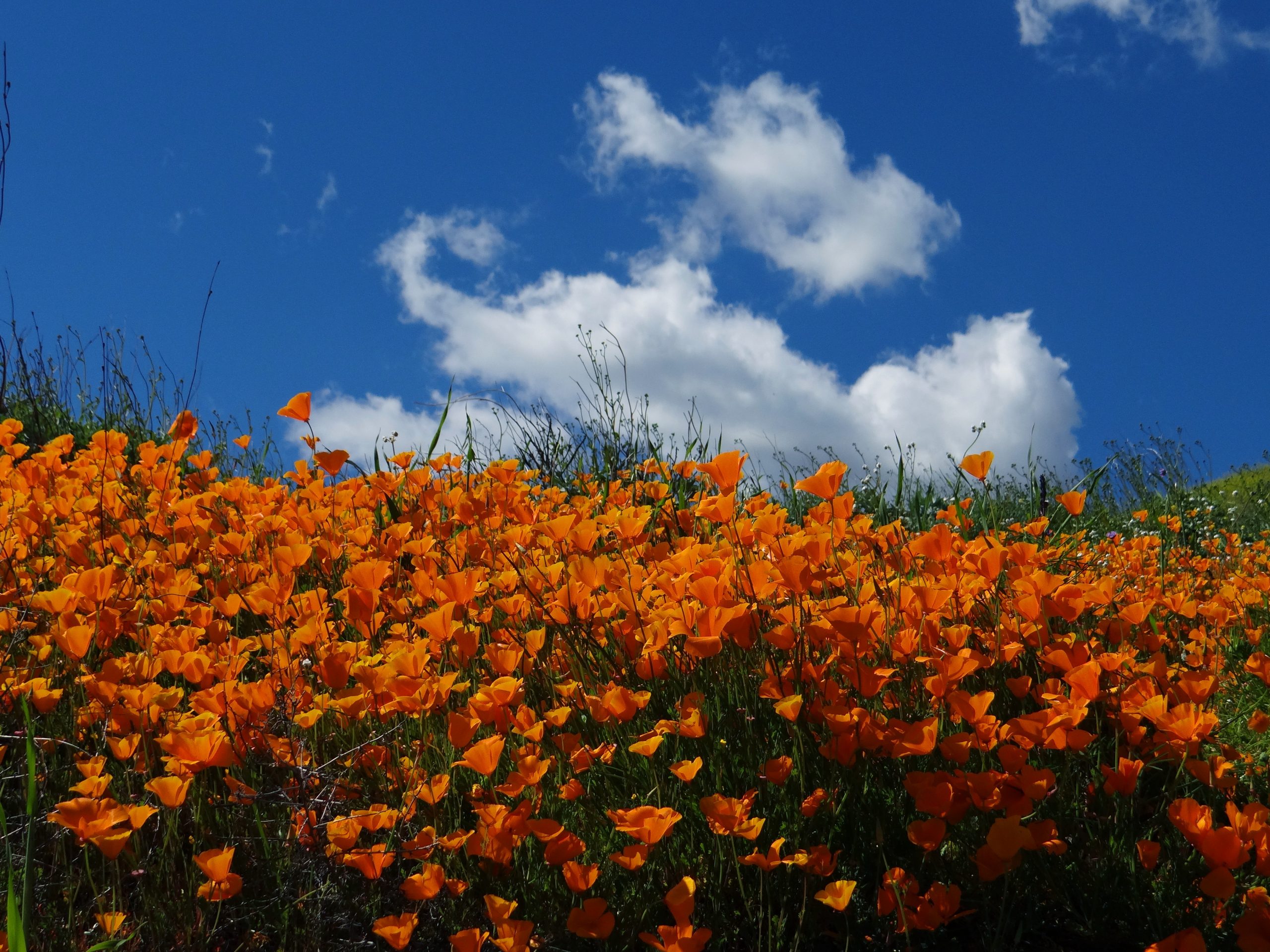 Southern California Poppy Wildfowers