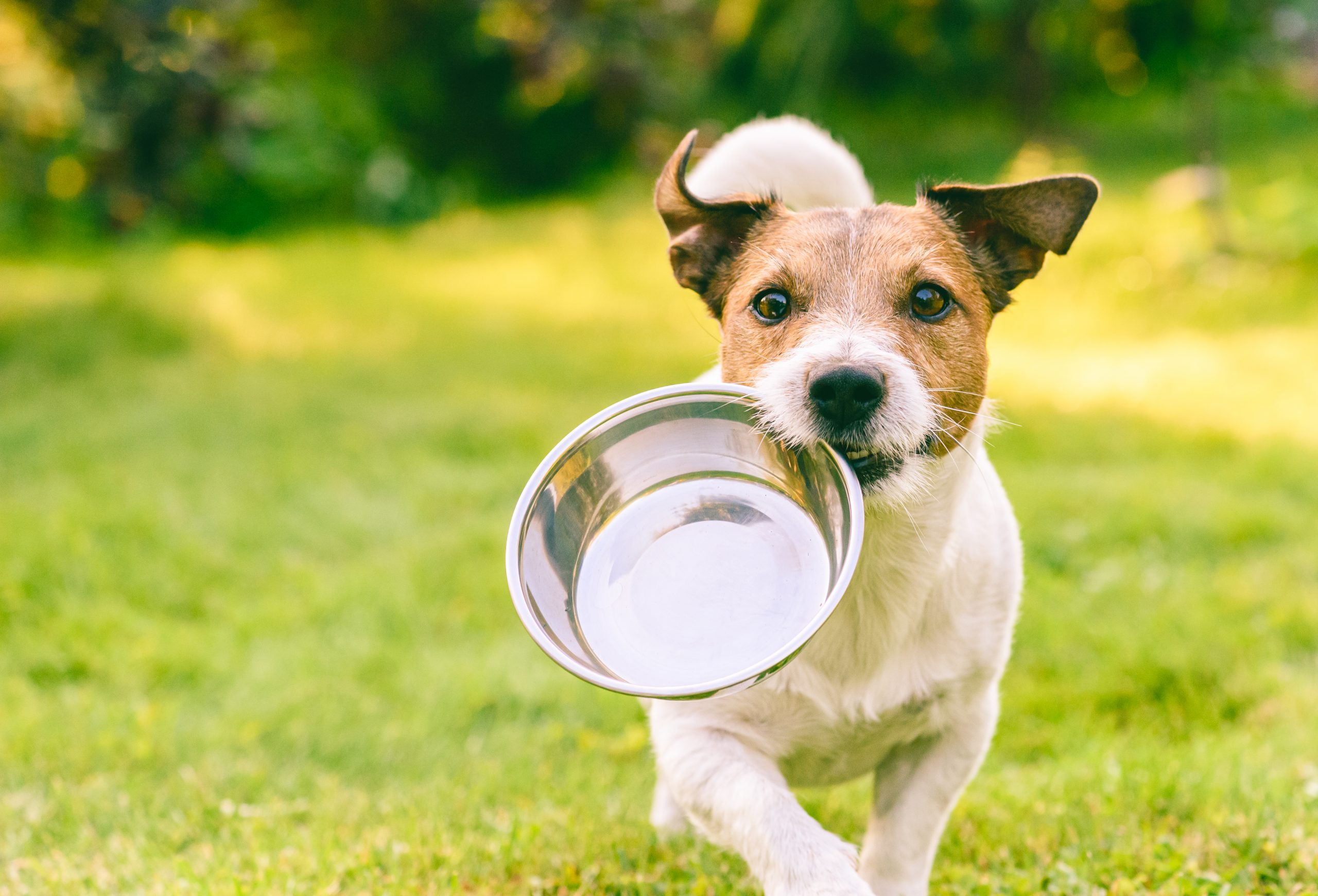 Thirsty Dog