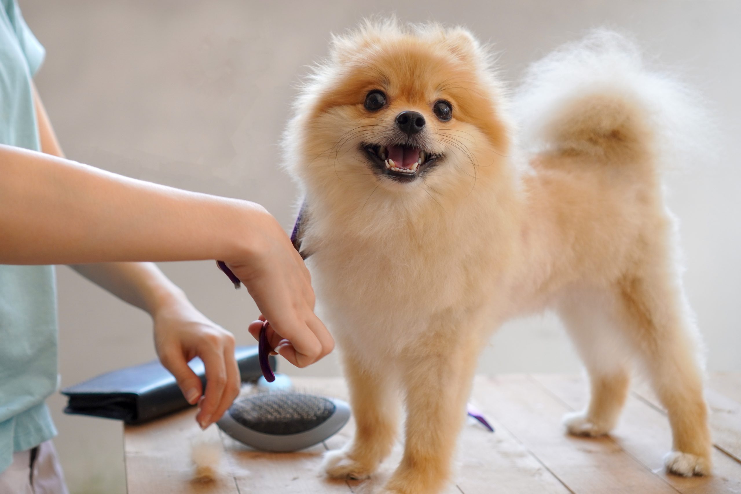 Groom Your Dog for Summer