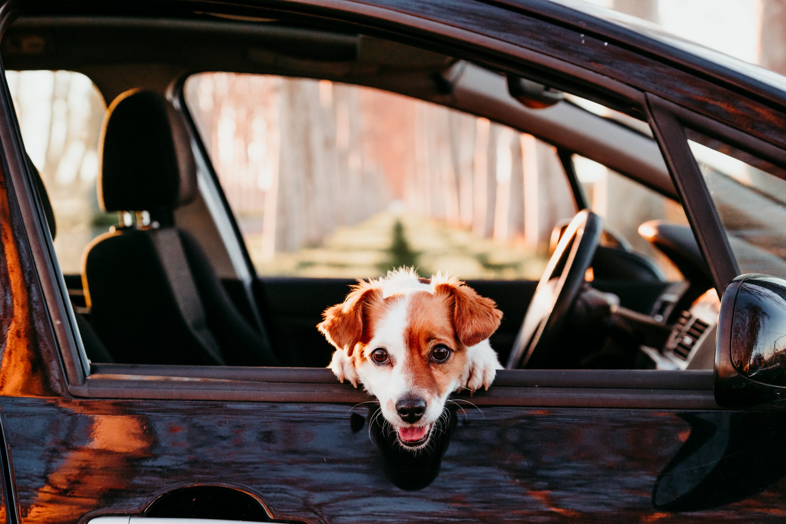 Safety for Your Pet in Car Summer