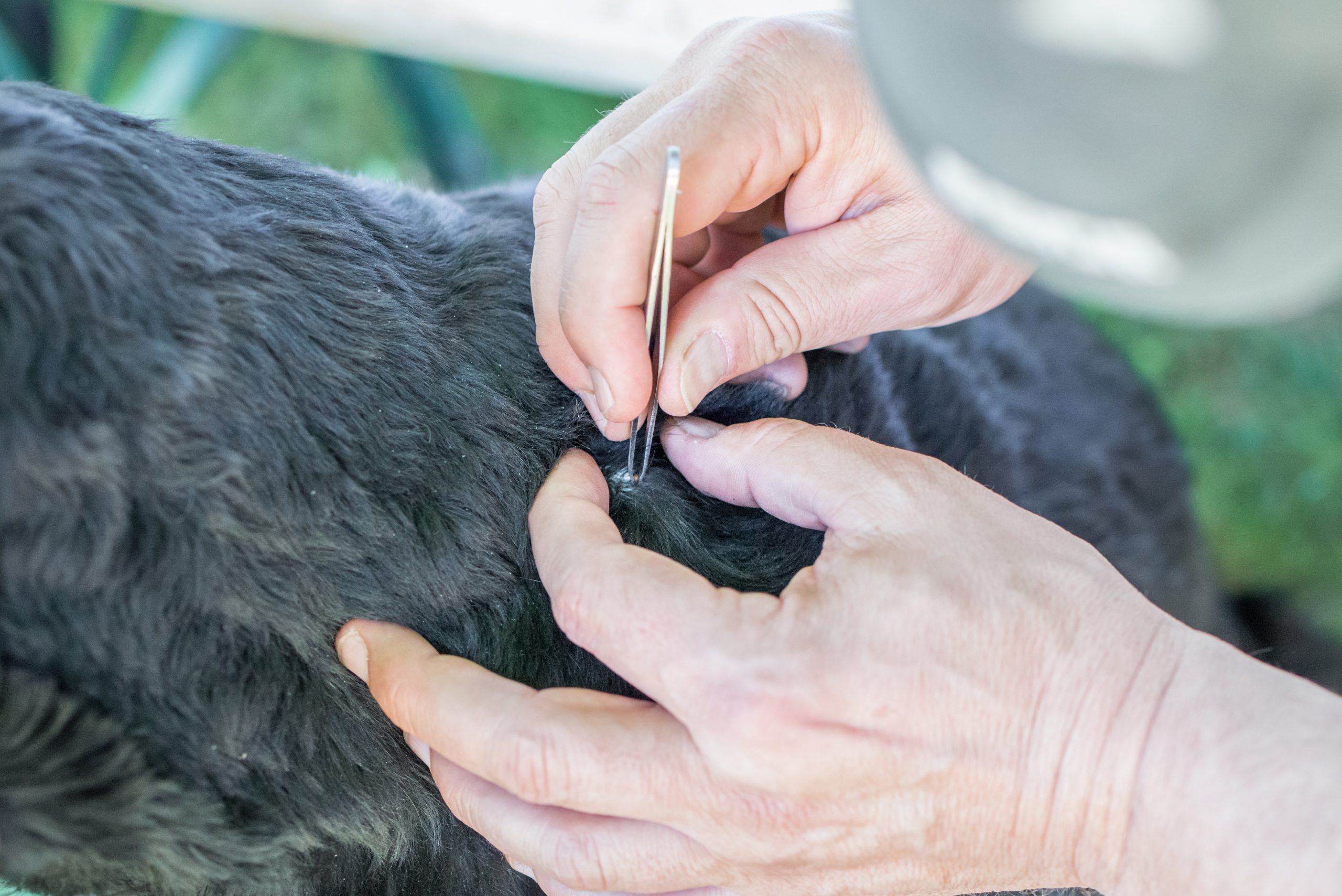 Dog Tick Removal