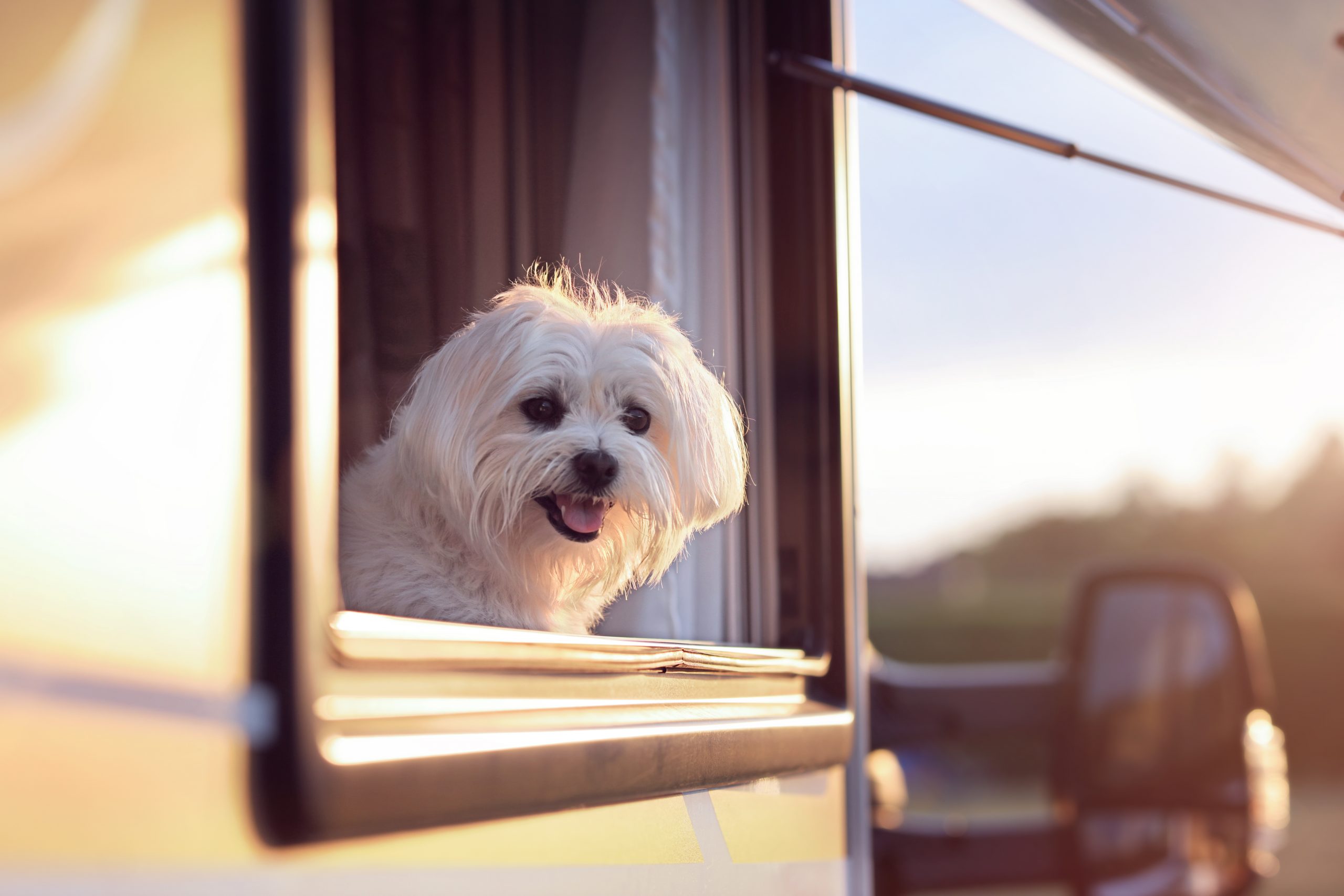 Right RV for Your Dog