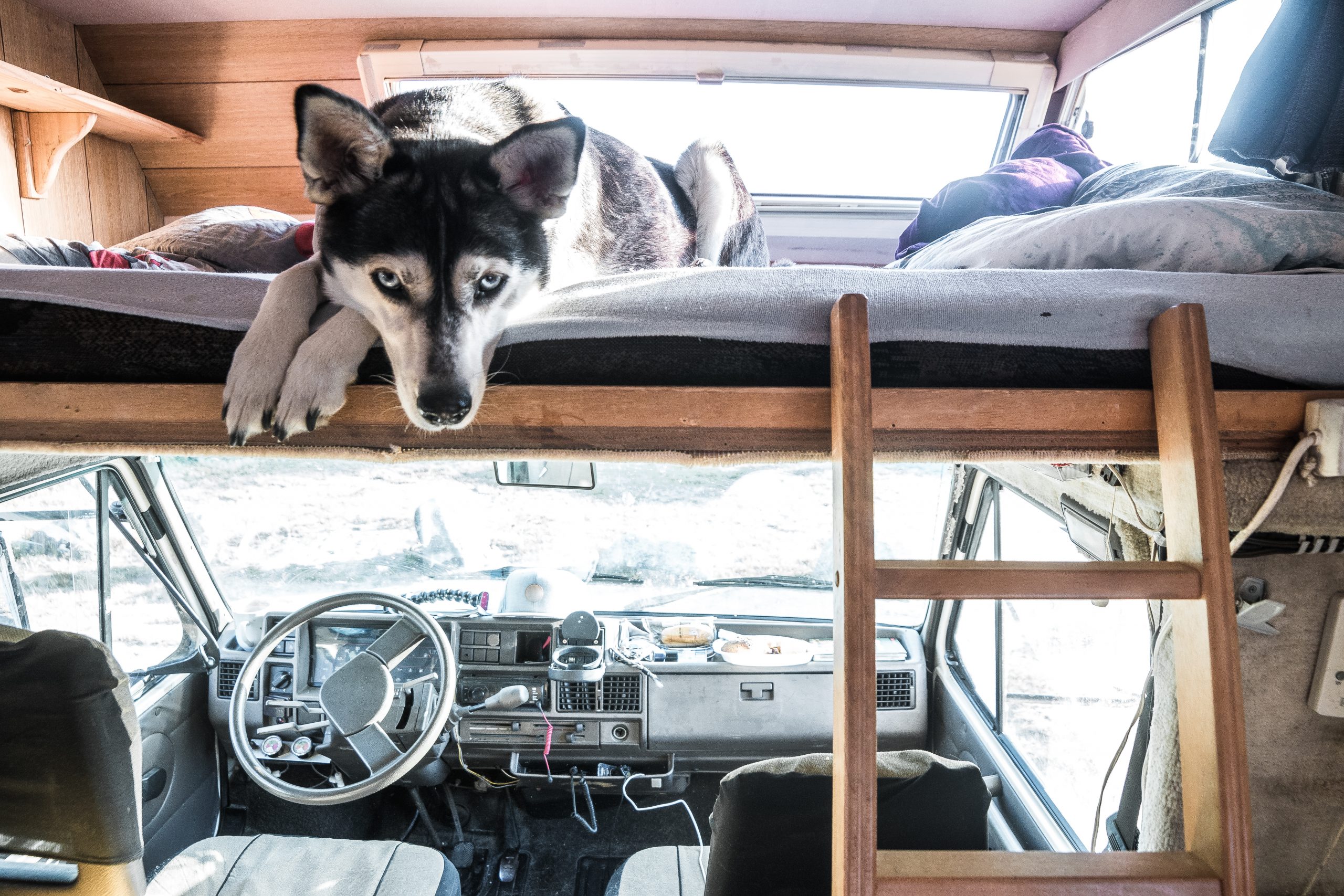 RV Dog