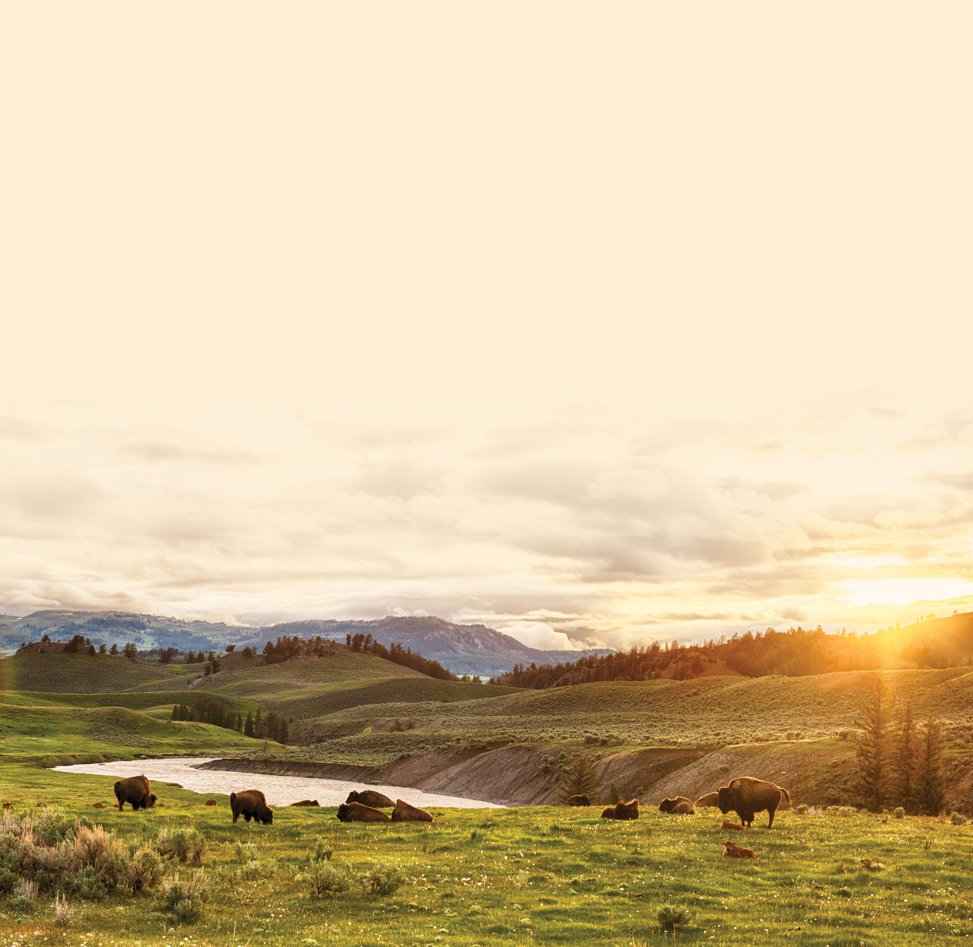 Insider's Guide to Yellowstone