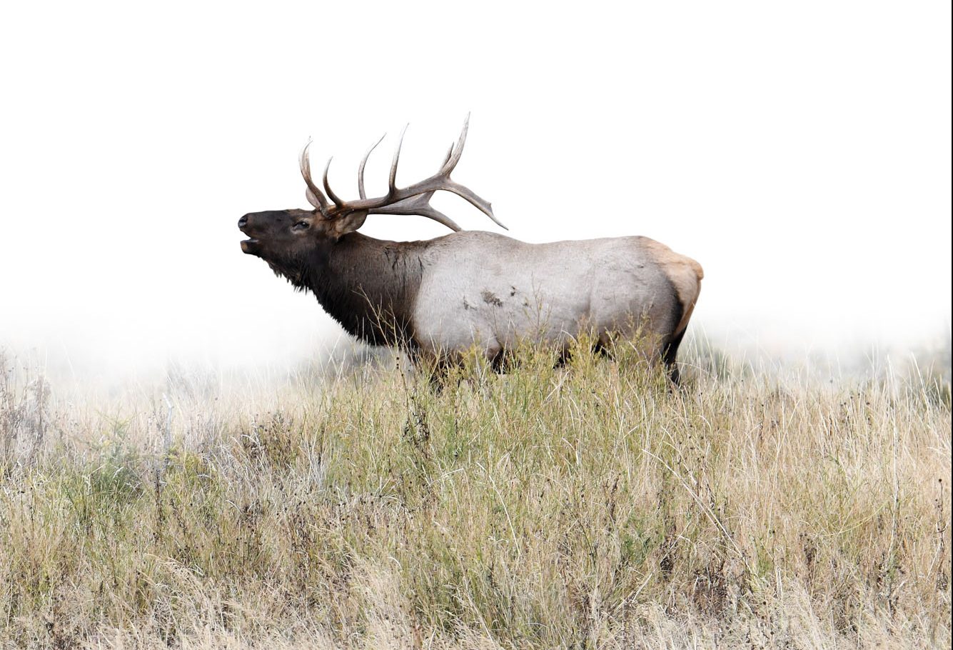 Yellowstone Elk