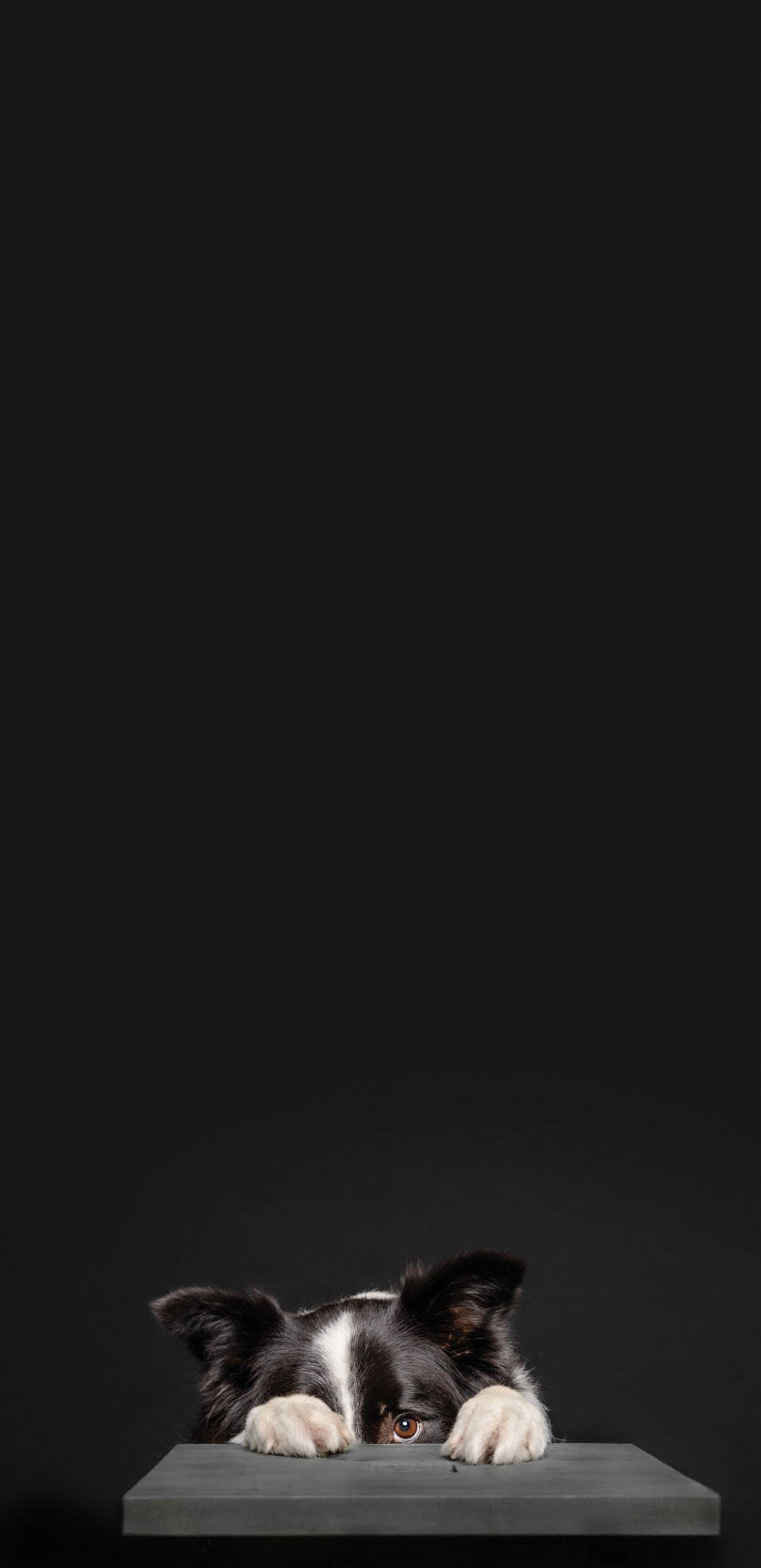 Help Your Dog Deal with Noise