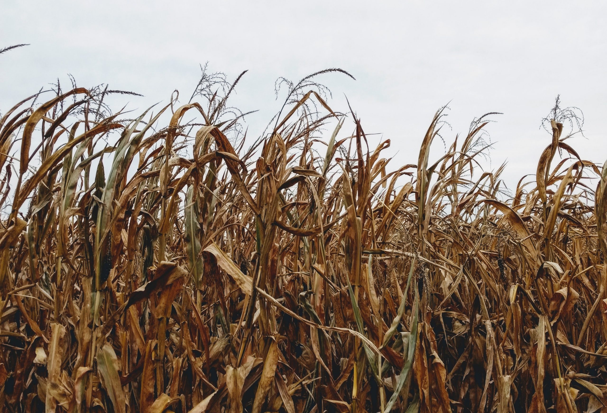 cornfield in Indiana