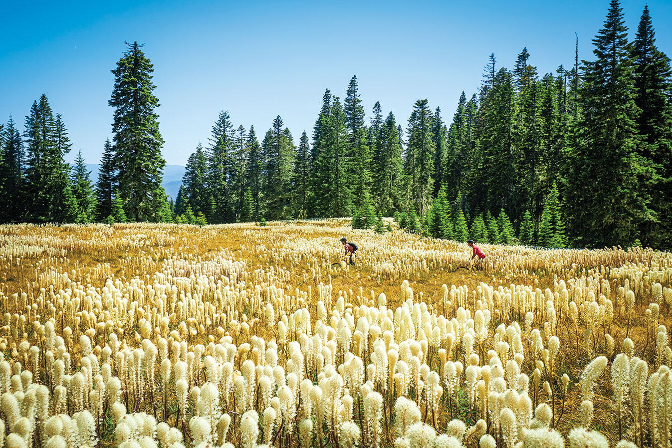 Westfir Oakridge Alpine Trail 3
