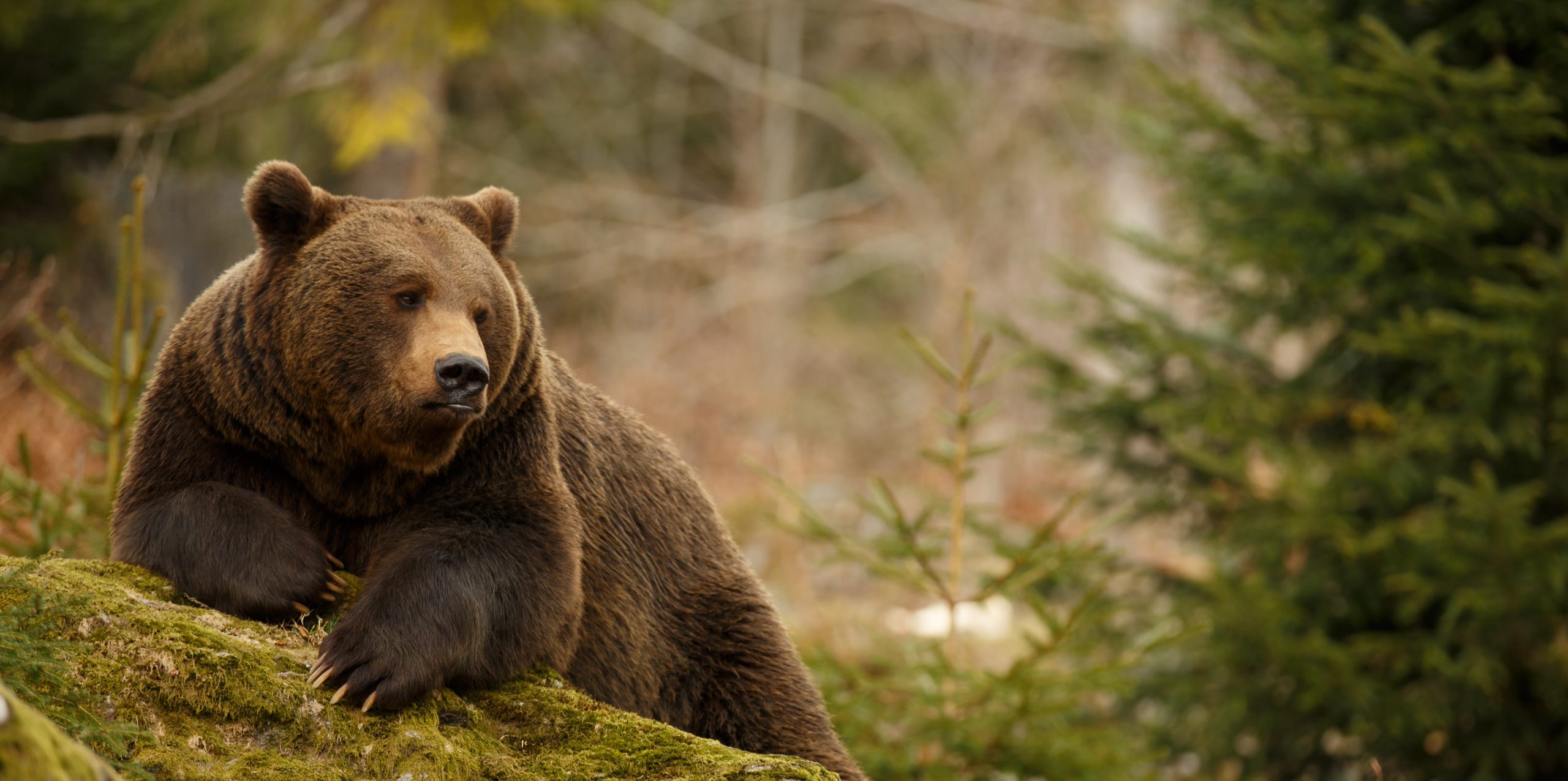 A brown bear in the forest. Big Brown Bear. Bear sits on a rock. Ursus arctos.