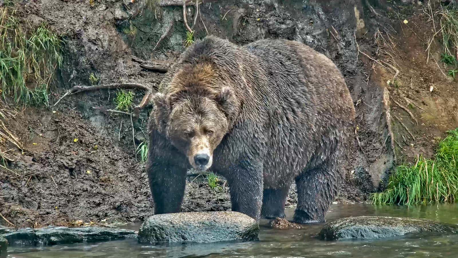 Popeye bear