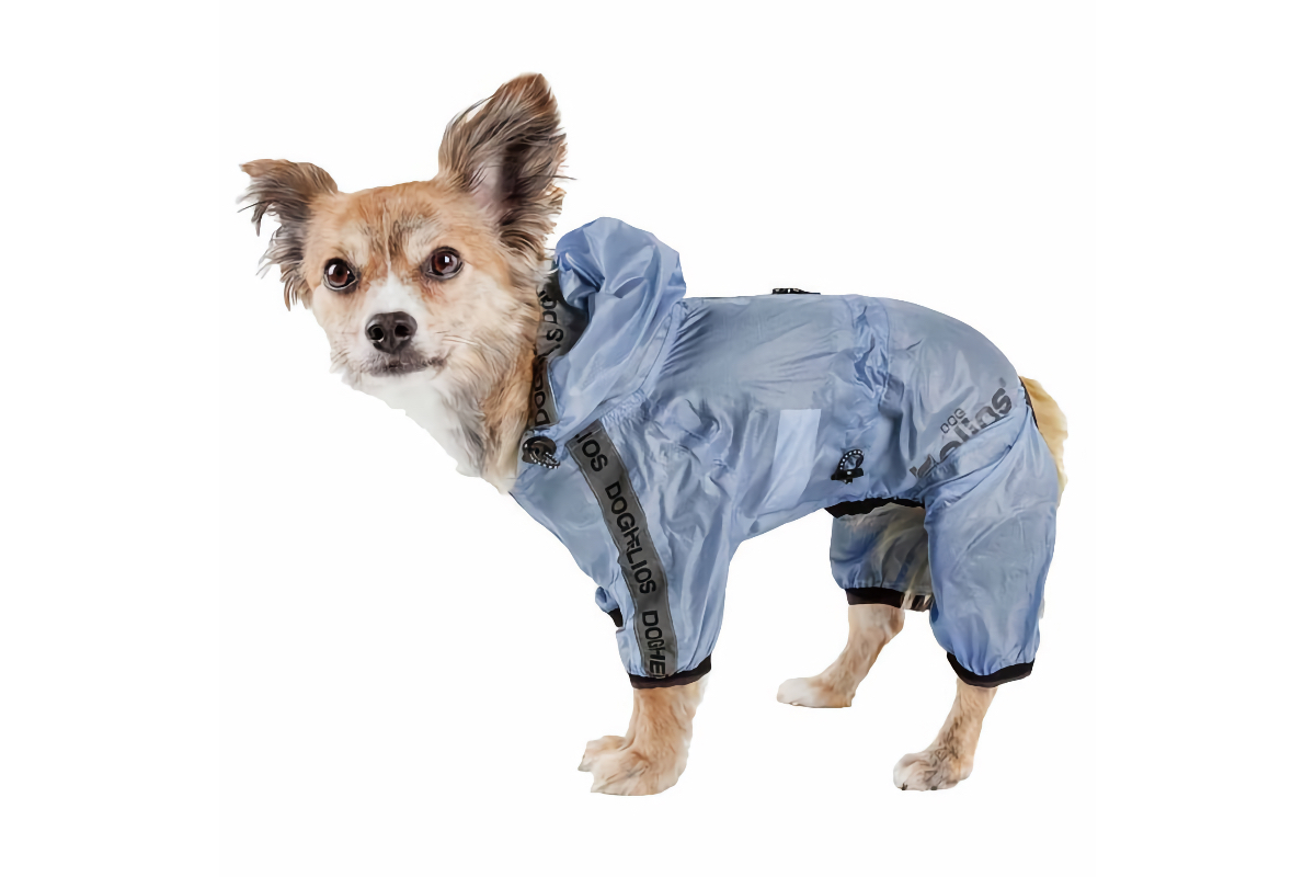 winter dog gear