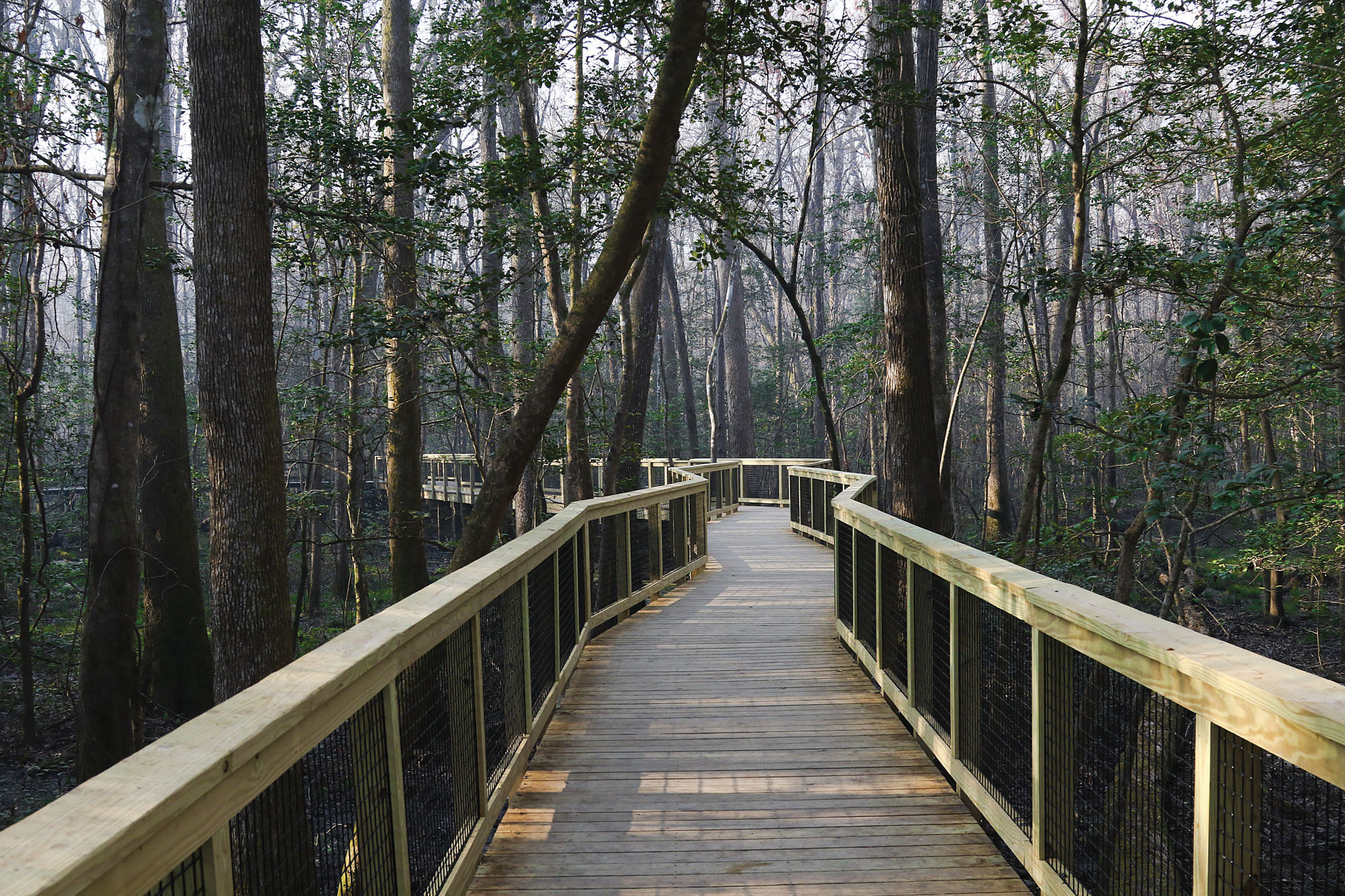 Congaree National Park, South Carolina