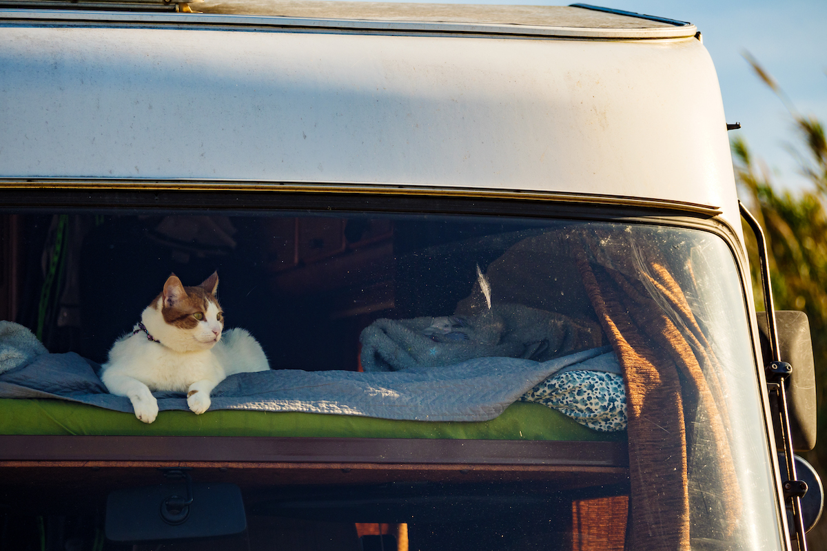 cat-friendly RV