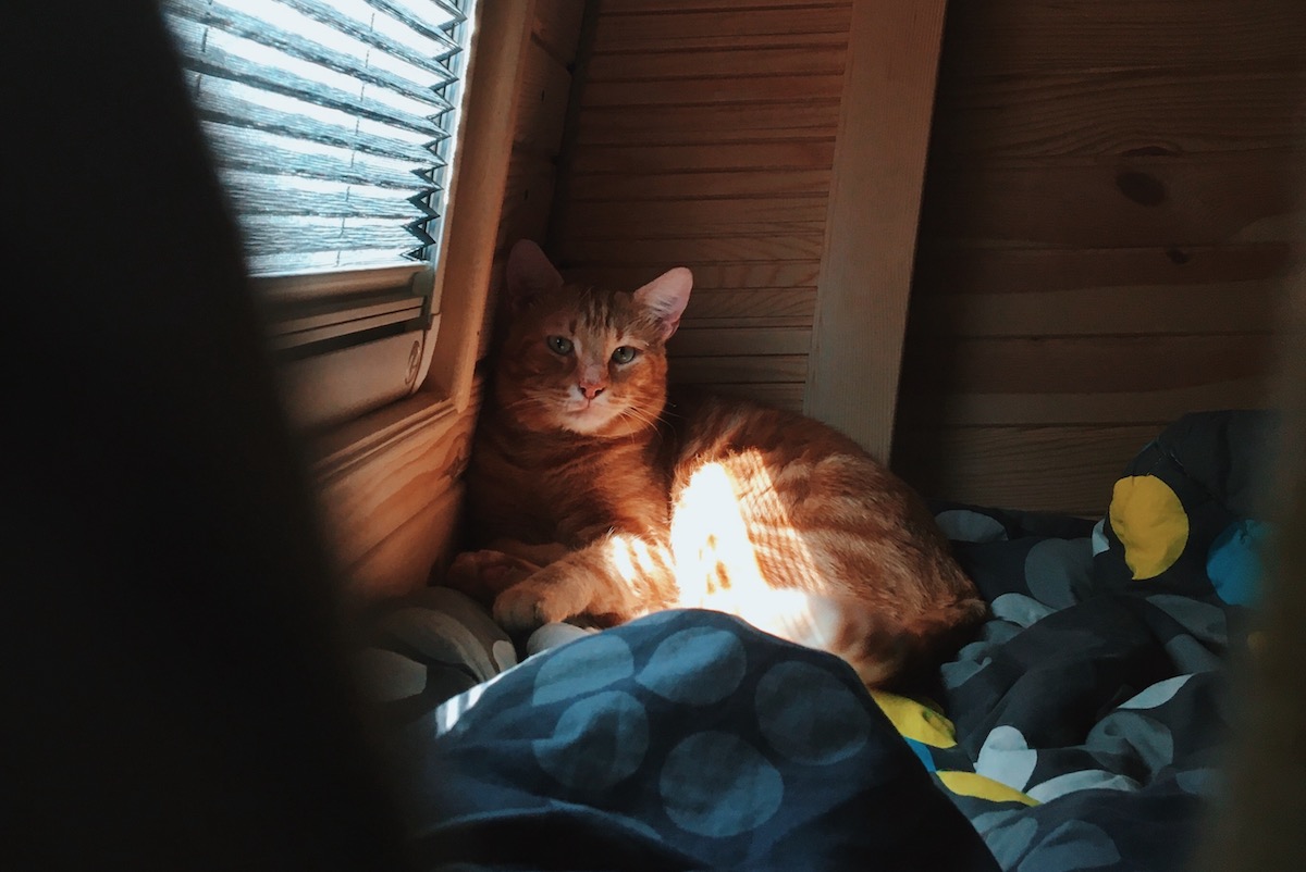 The Best Ways to Make Your RV CatFriendly