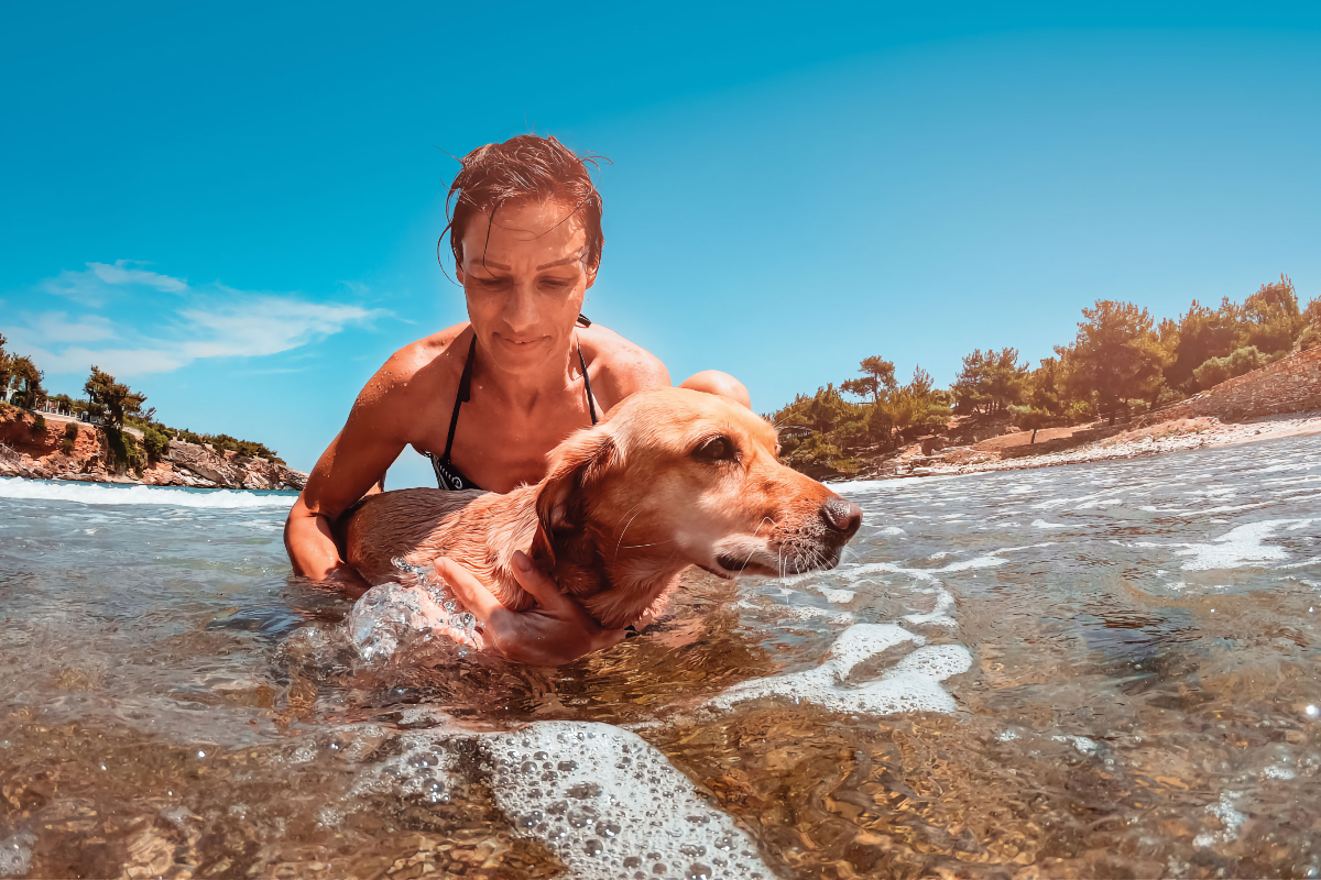 dog summer safety