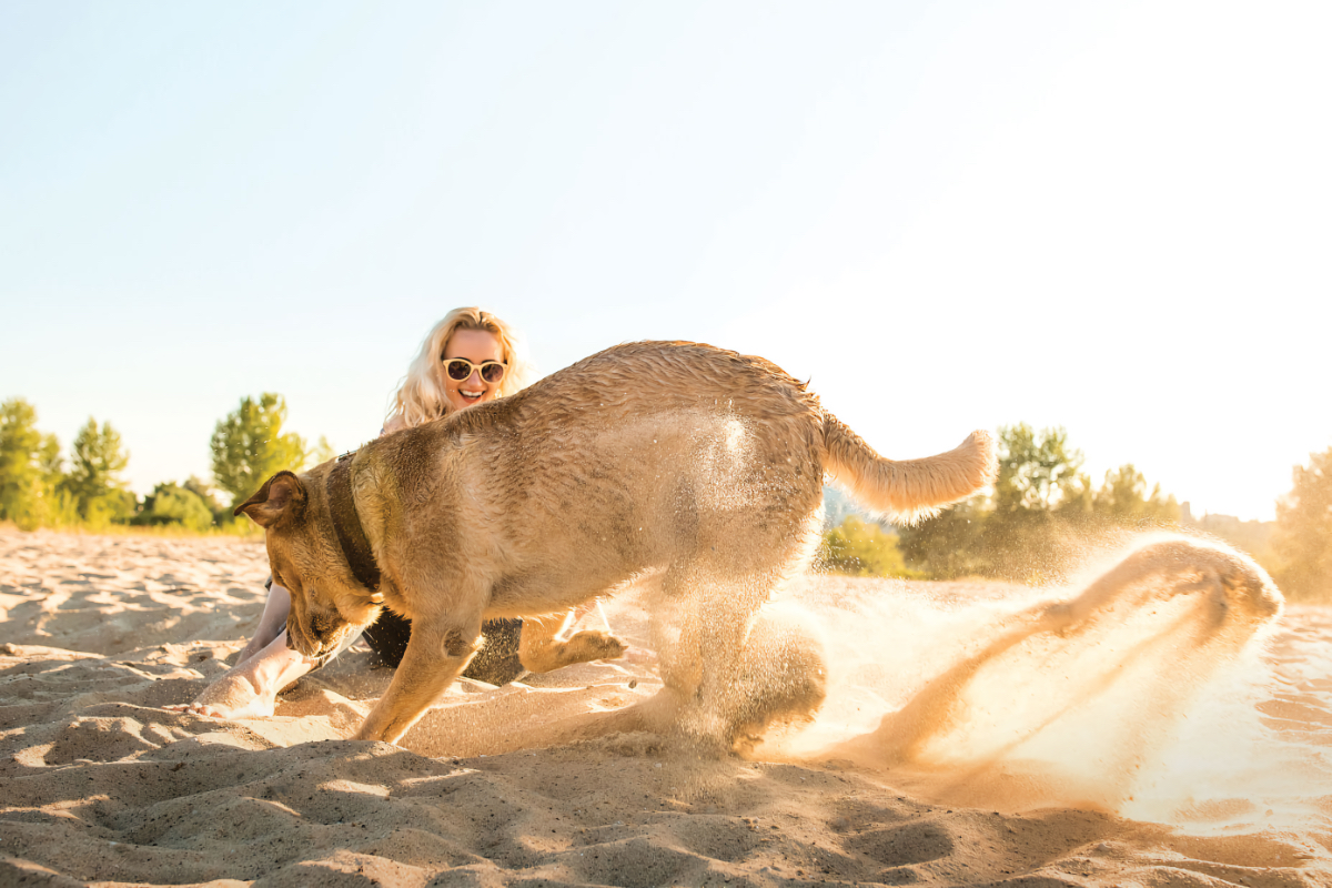 beach dogs