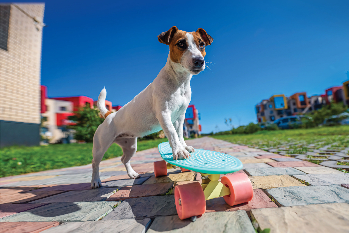 RVing with dogs