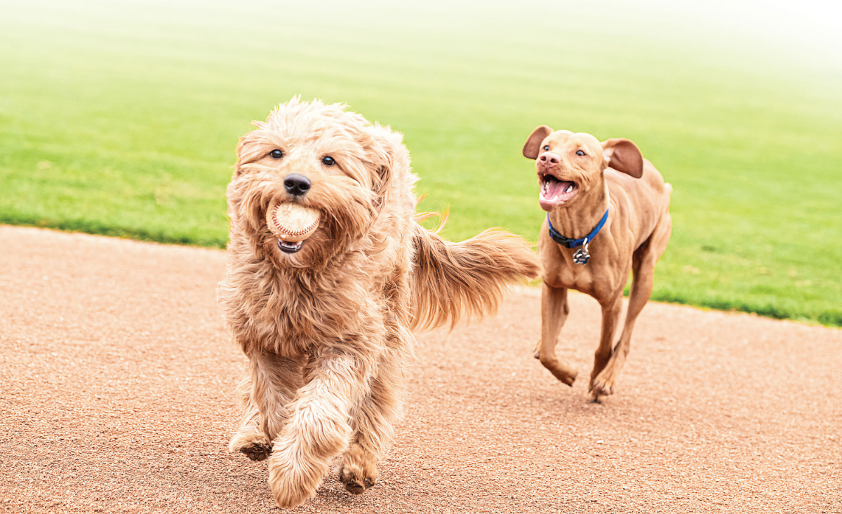 major league baseball dog nights