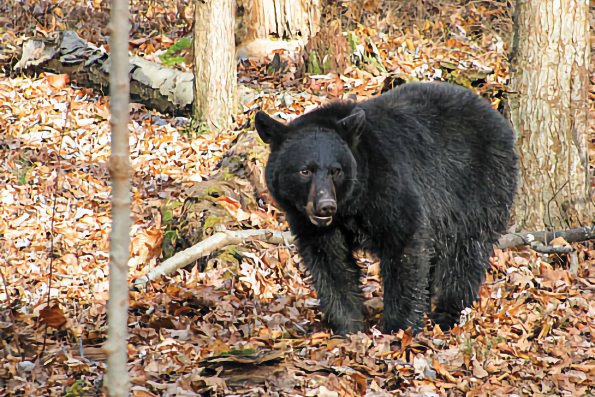 RV travel Catskills