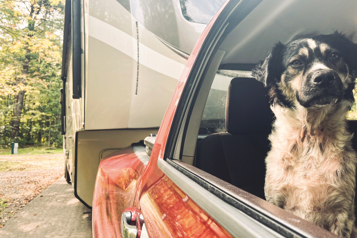 RVing with dogs