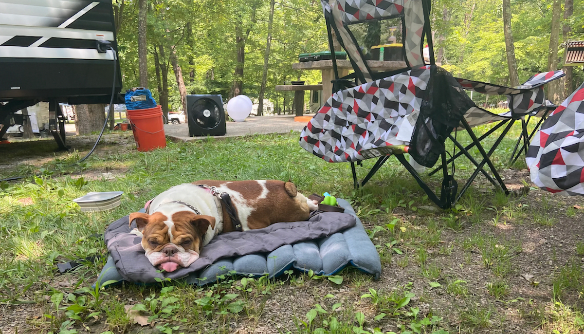 camping with dogs