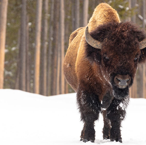 Cody Yellowstone Wyoming