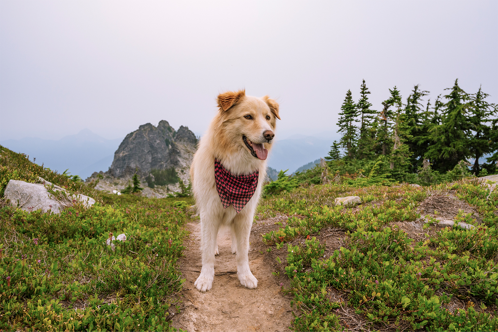 Dog on trail