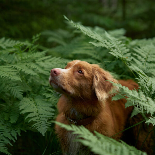 Dog in the woods