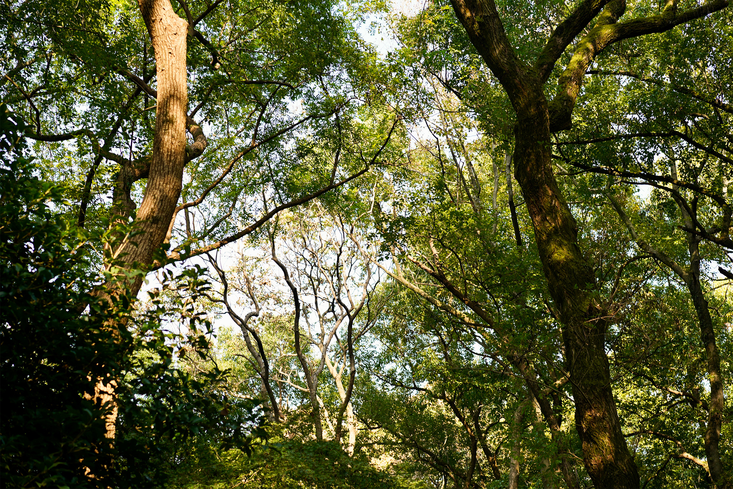 Beautiful serene woods