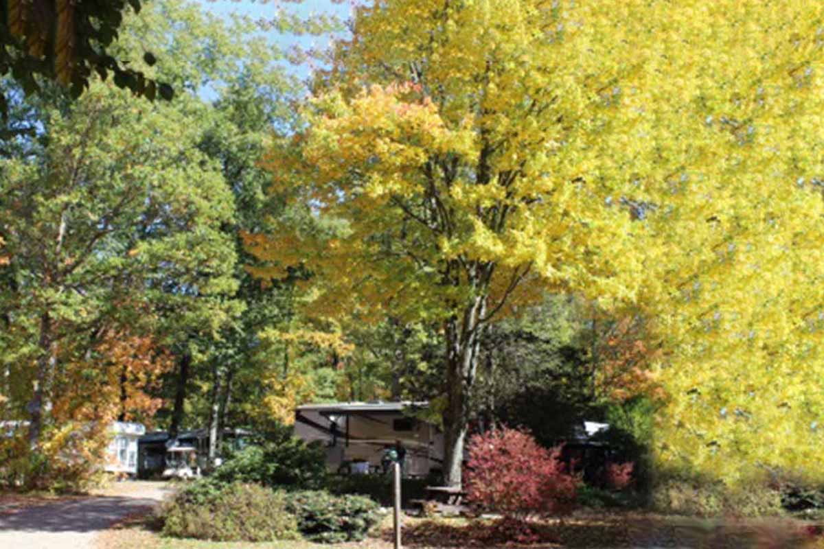 Golden and green leaves over an RV.