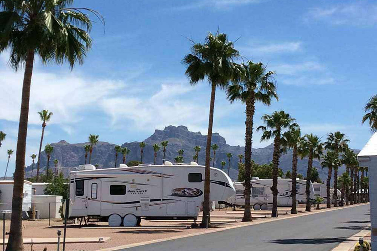 A row of RVs underpalms.