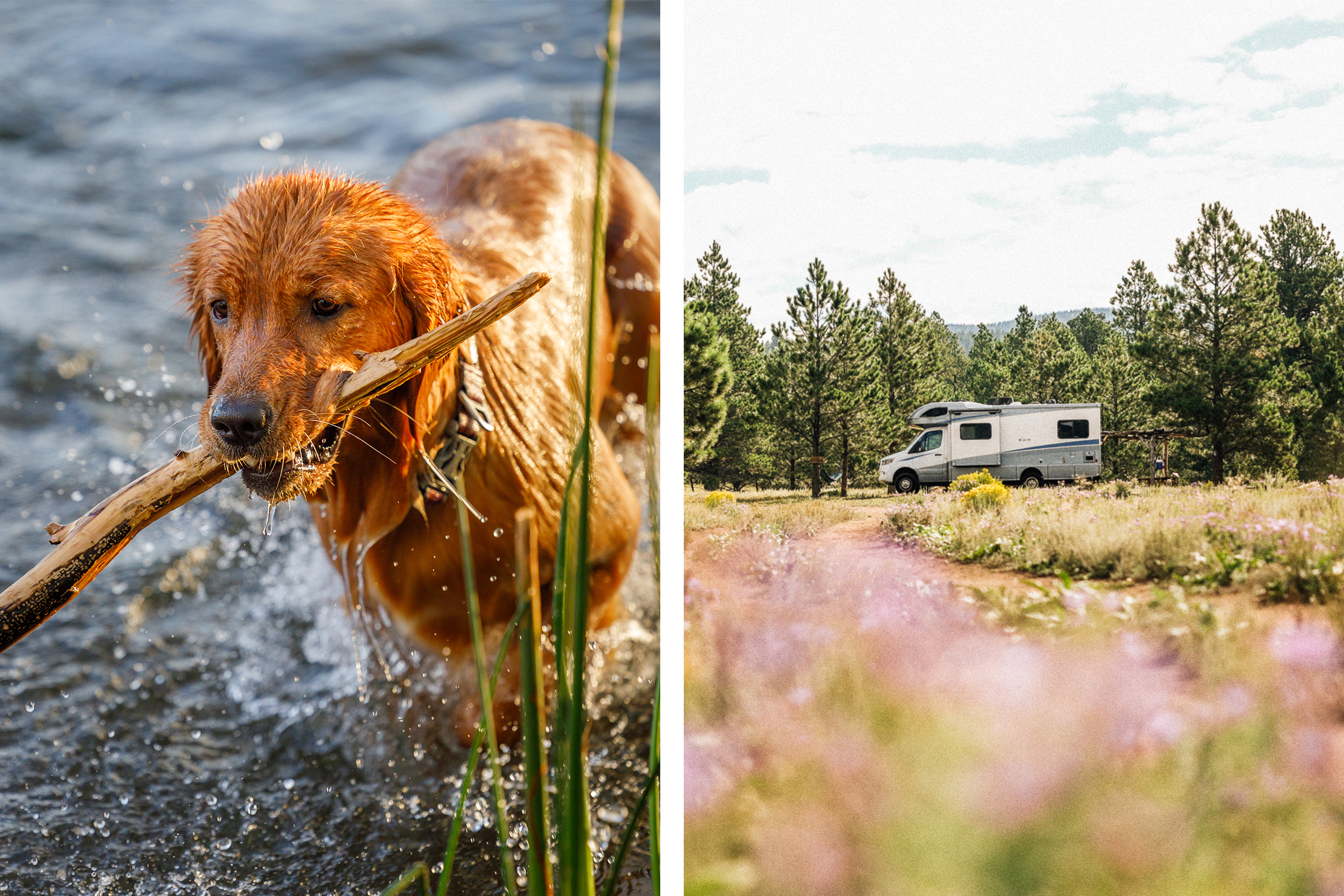 Dog and trail
