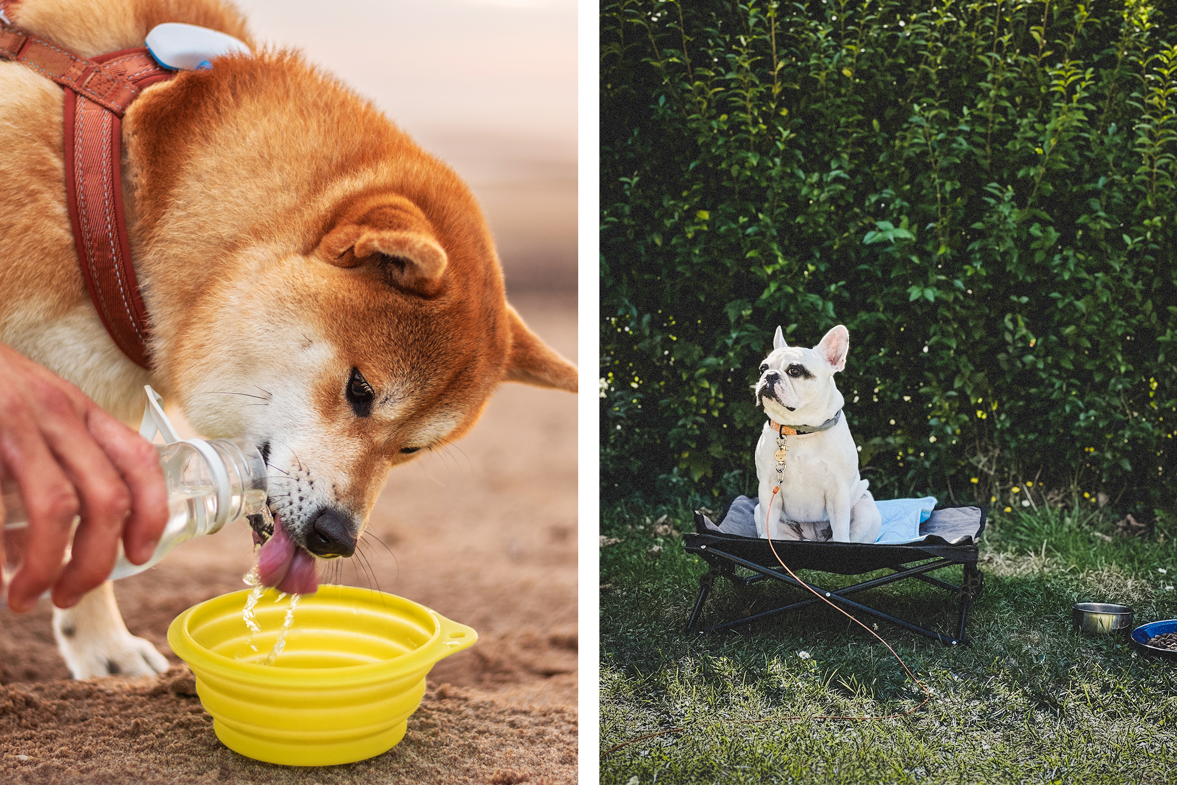 Dogs on a trip