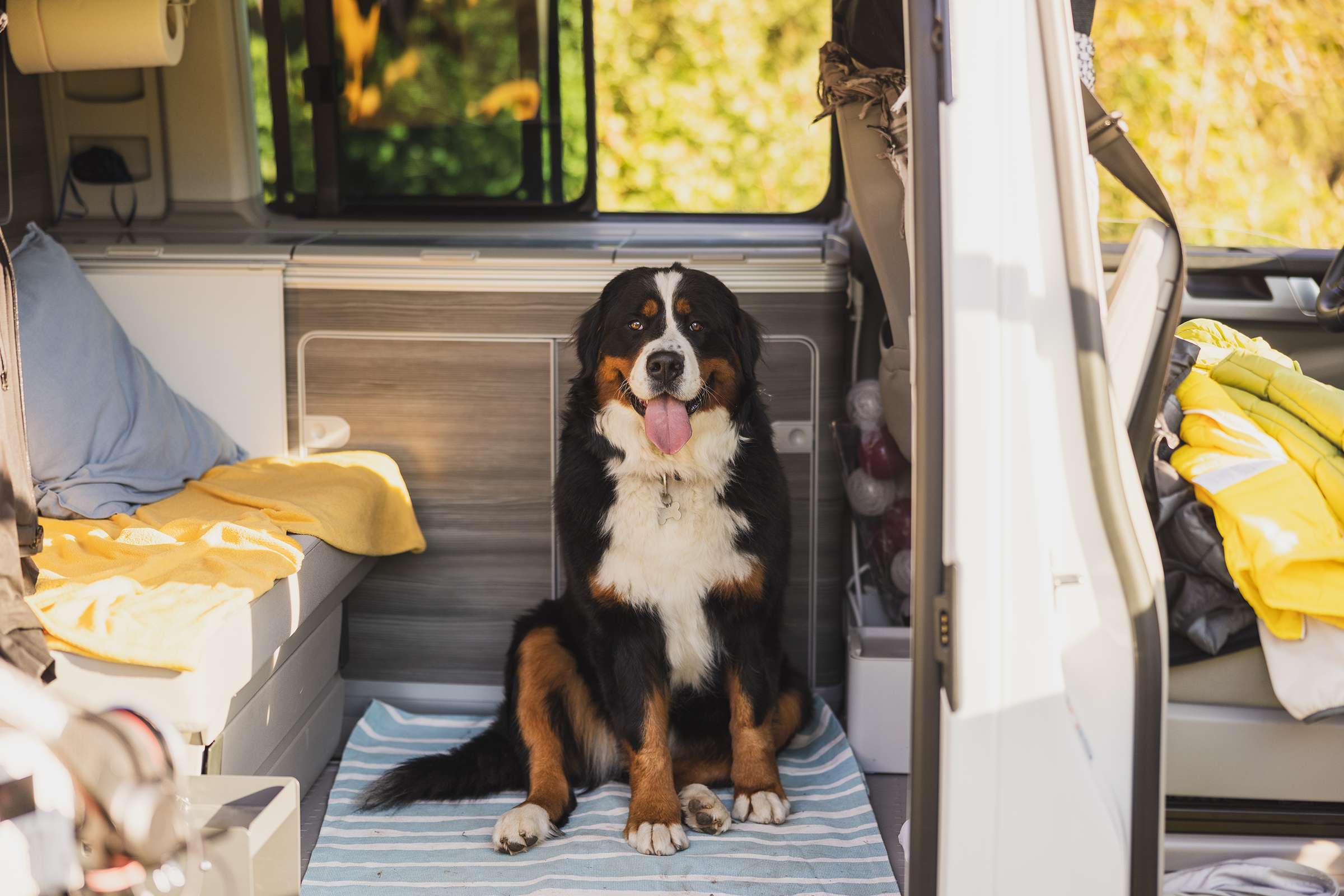 Dog in campervan