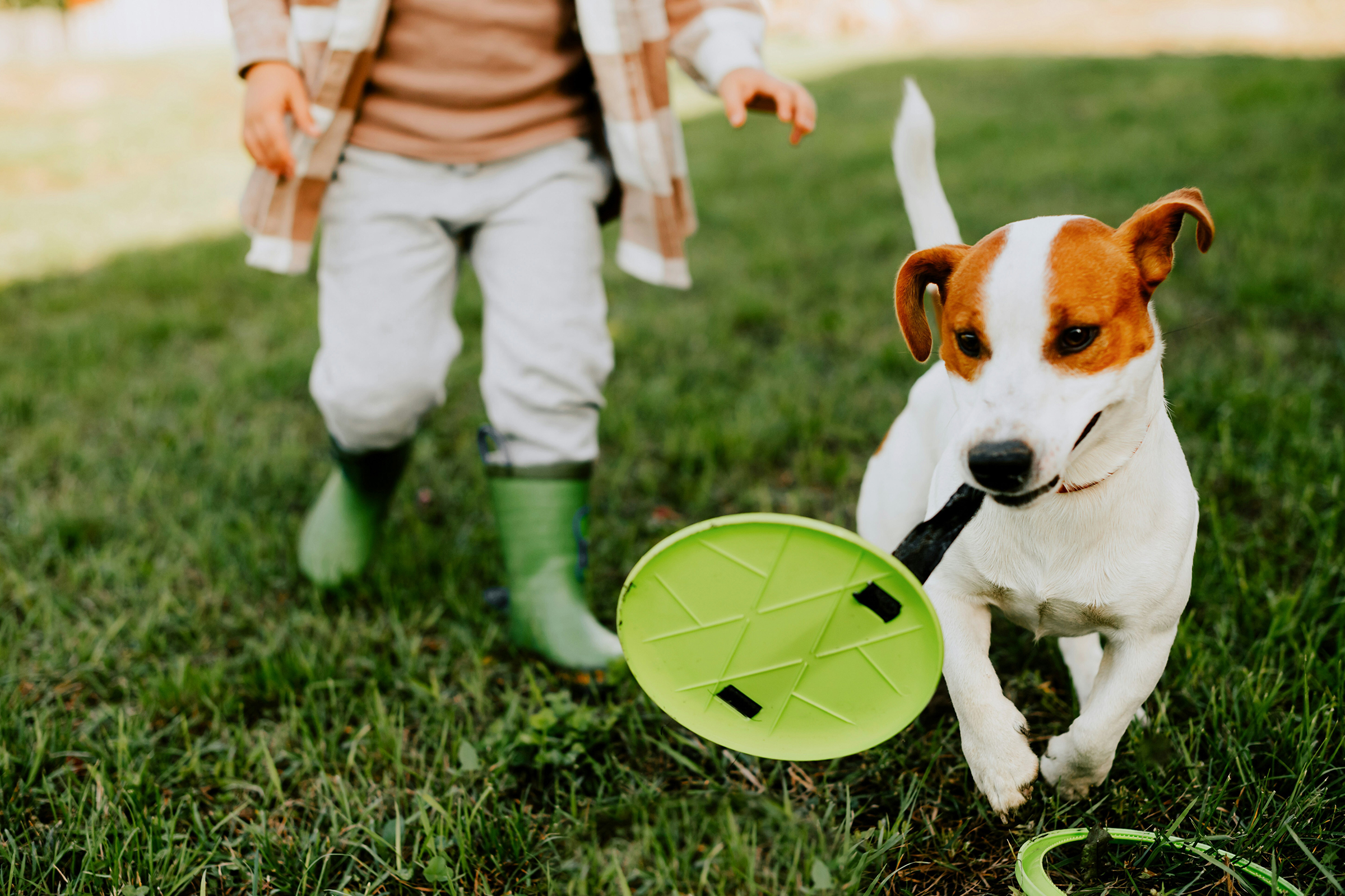 Dog playing frisbee