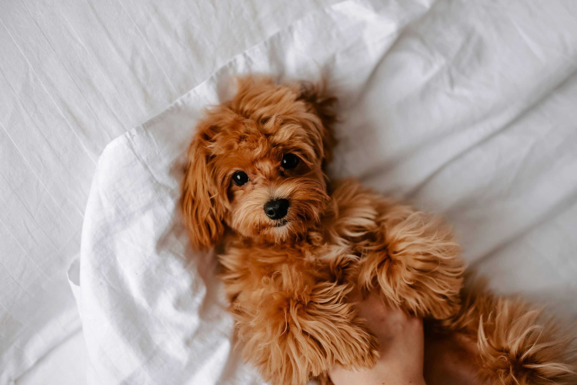Dog getting a belly rub