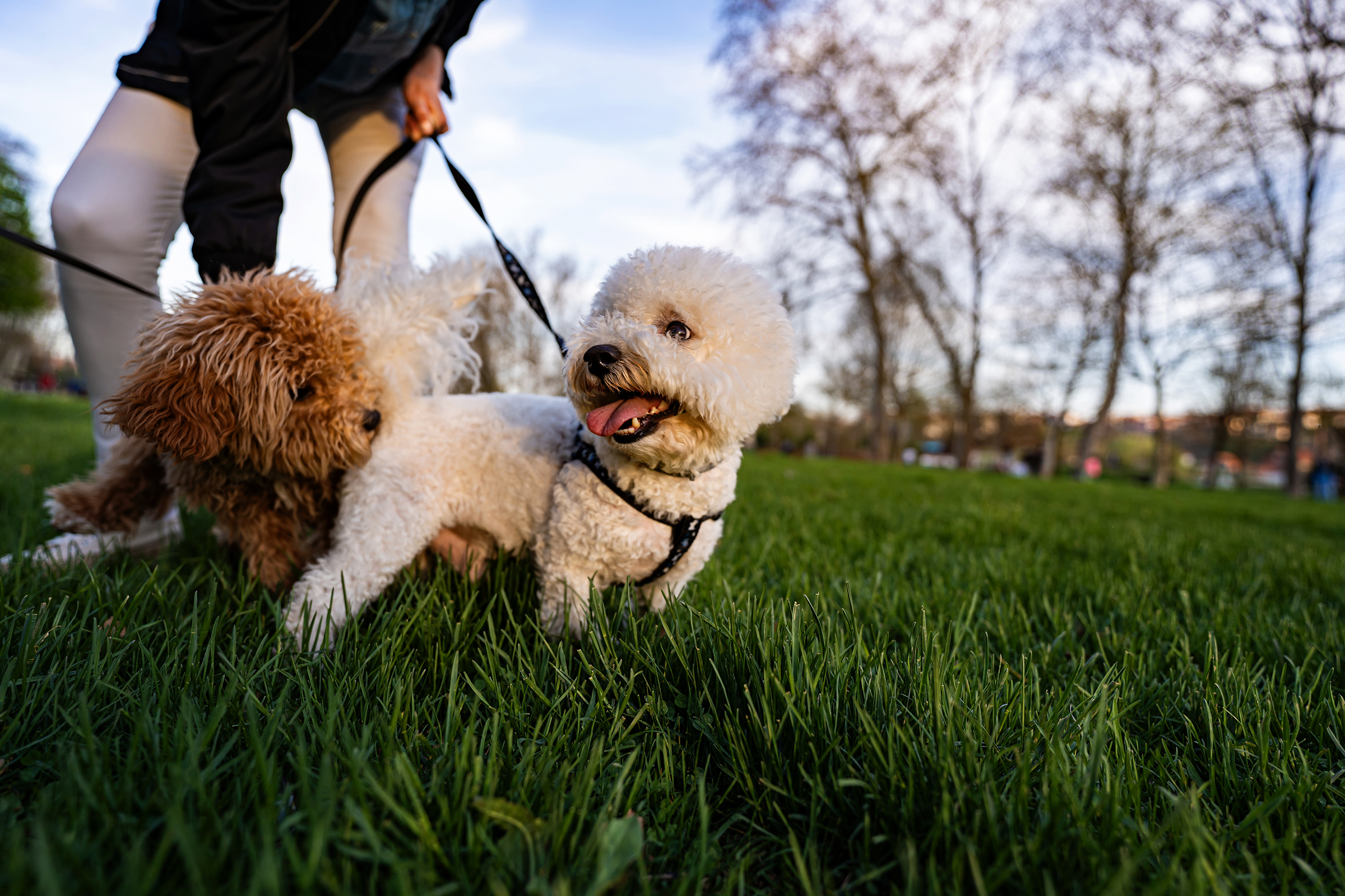 Dog on leash