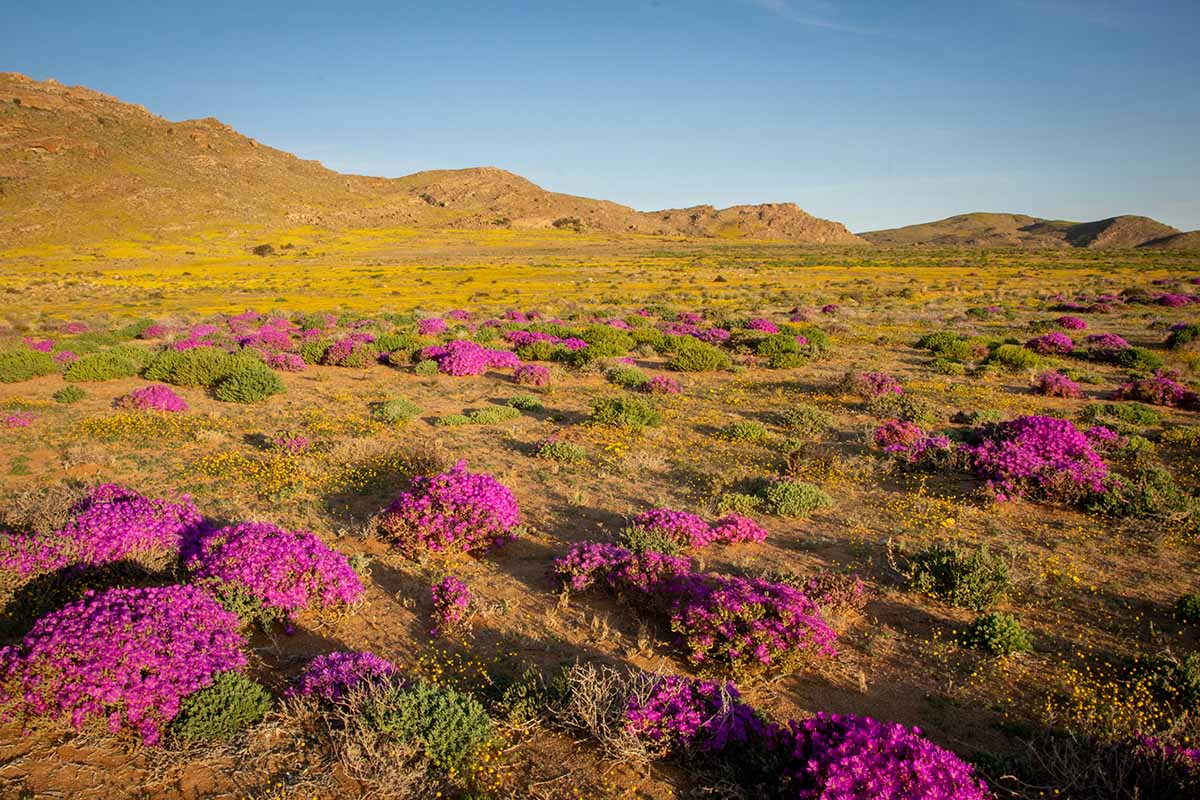 A field of desert flowers