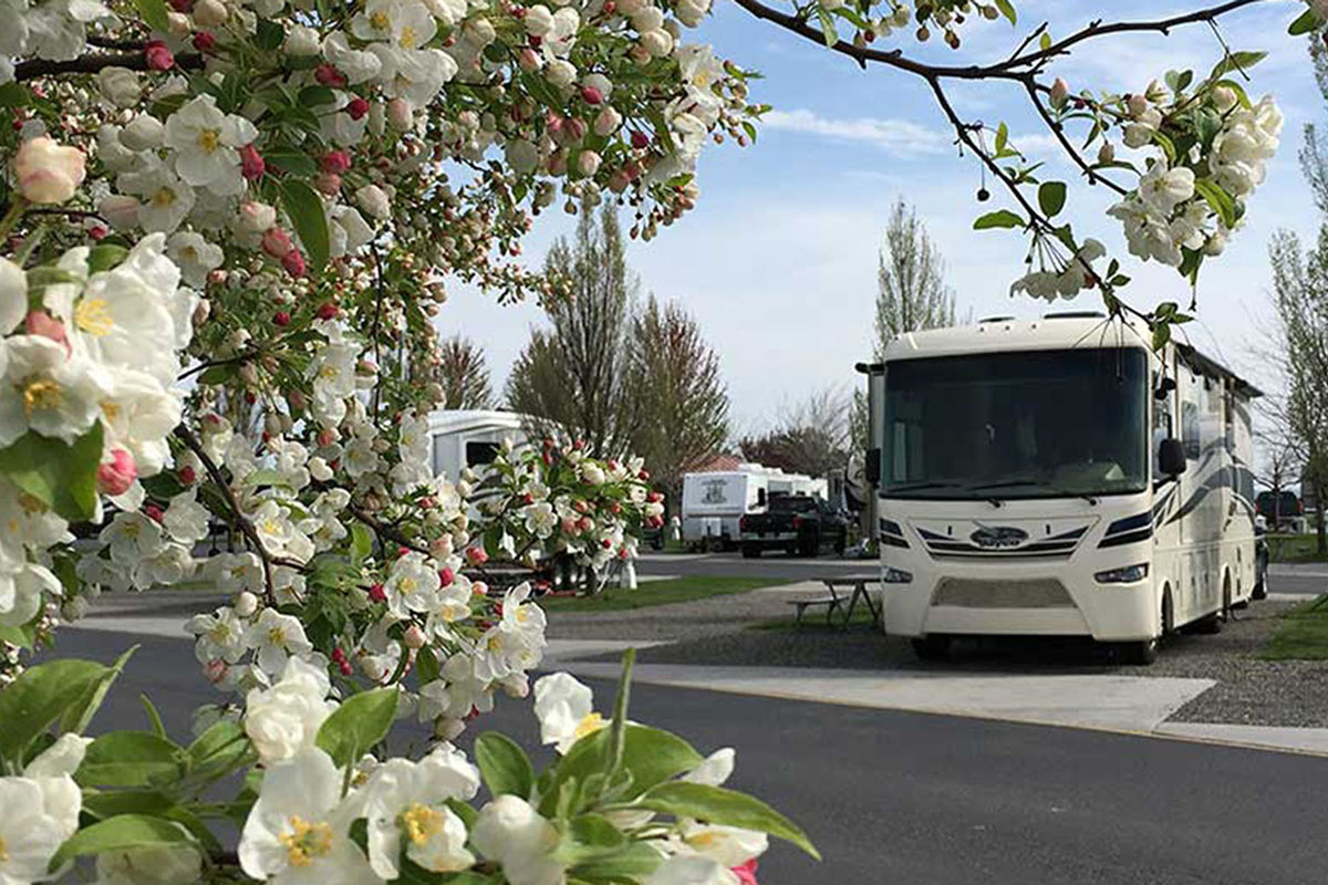 Motorhome parked amid tree blossoms.