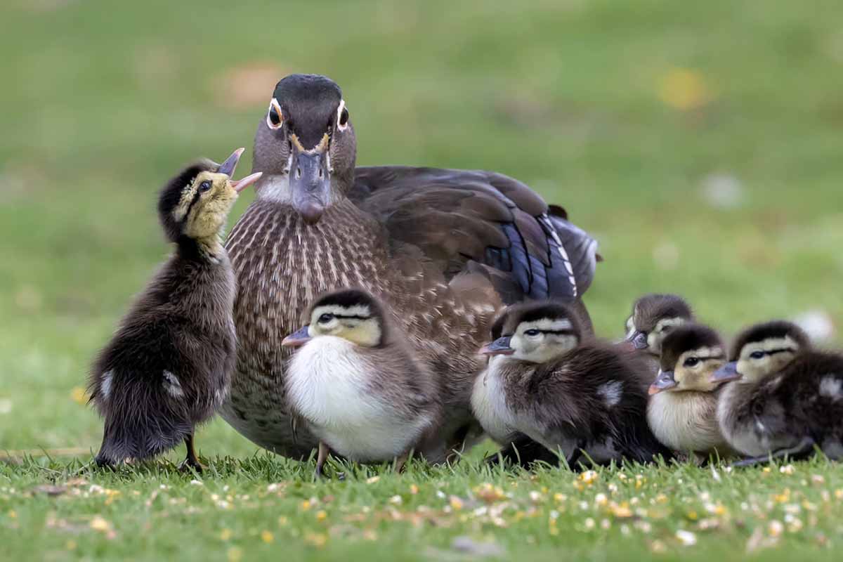 A family of ducks.