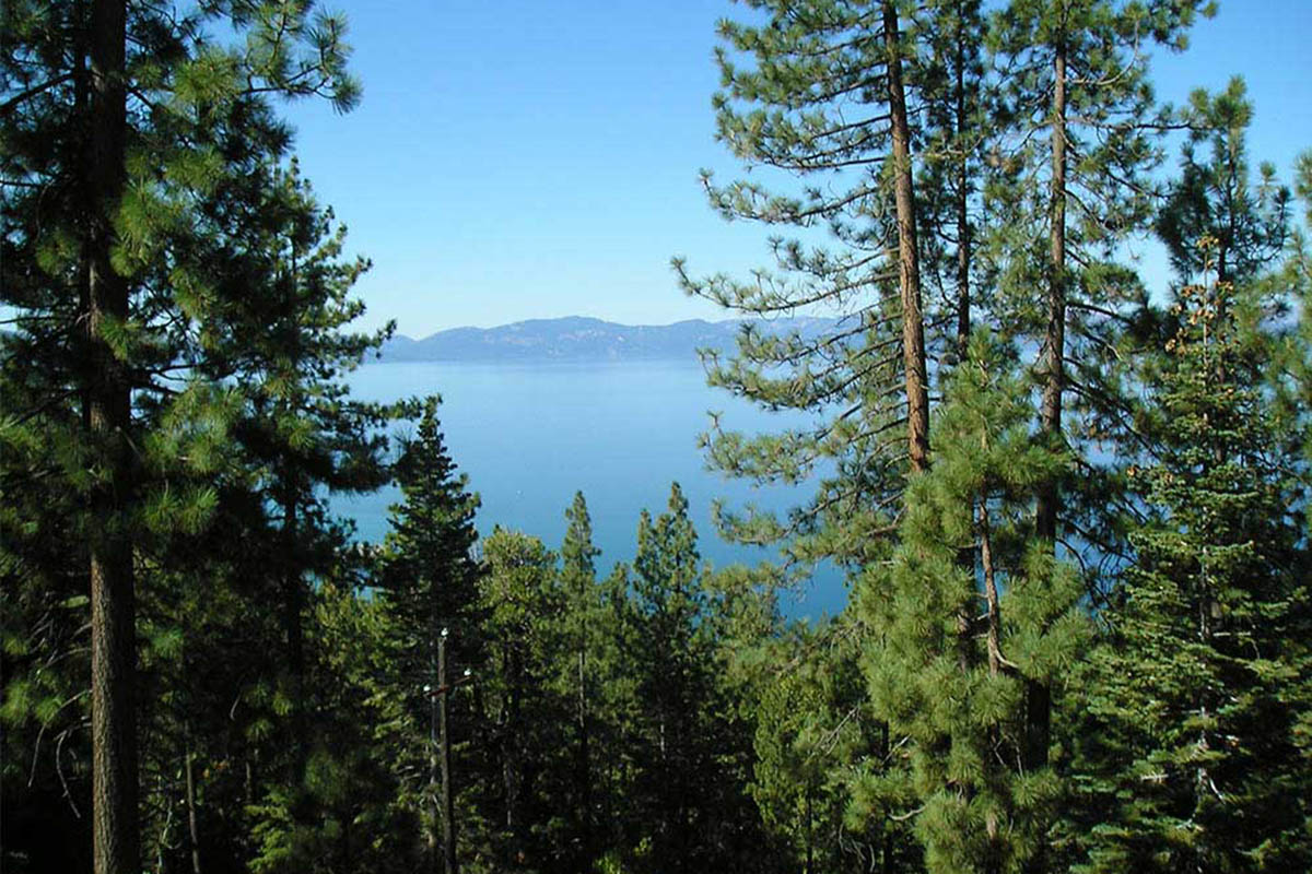 A sprawling lake glimpsed between towering fur trees.