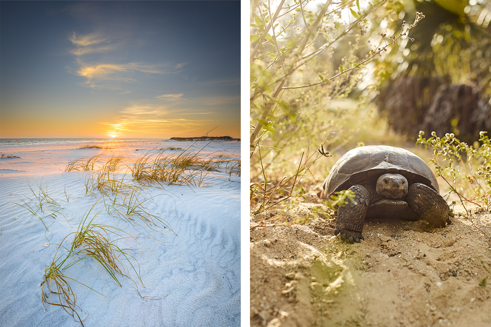 Beaches and turtles from the Southeast