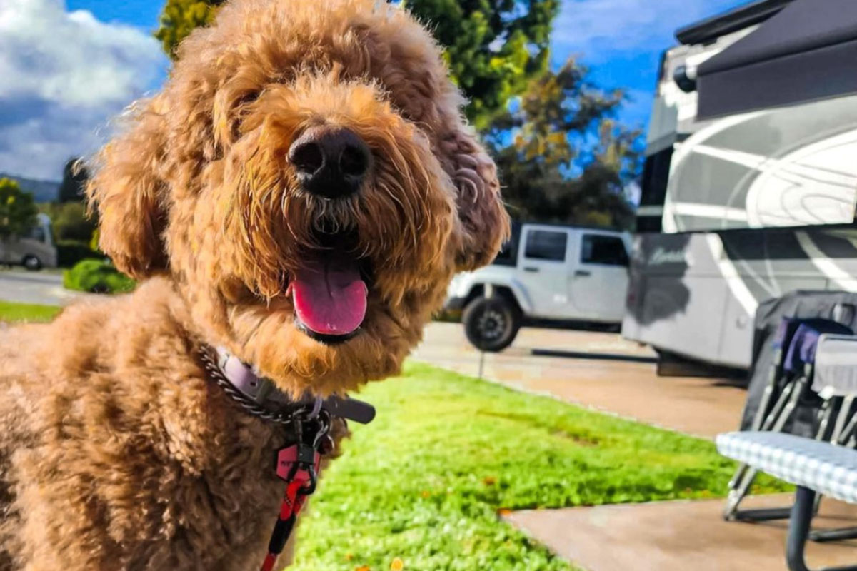 A dog panting in an RV park.