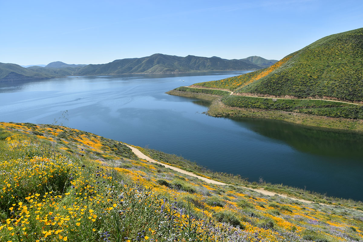 Lake surrounded by wildflowers