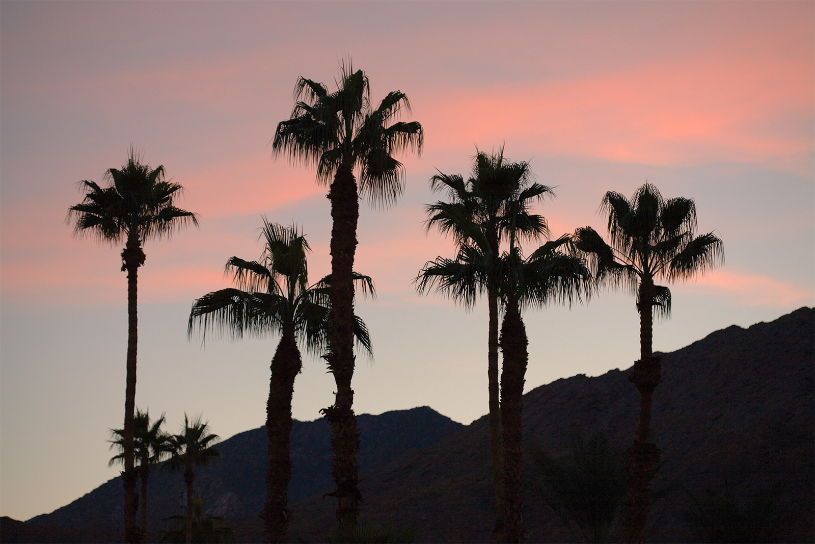 Palm trees in California
