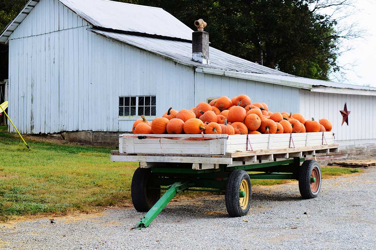 A wagon laden with pumpkins.