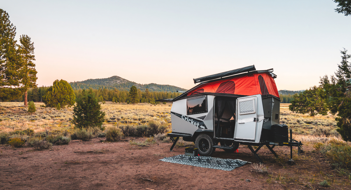 Taxa camper in the wild