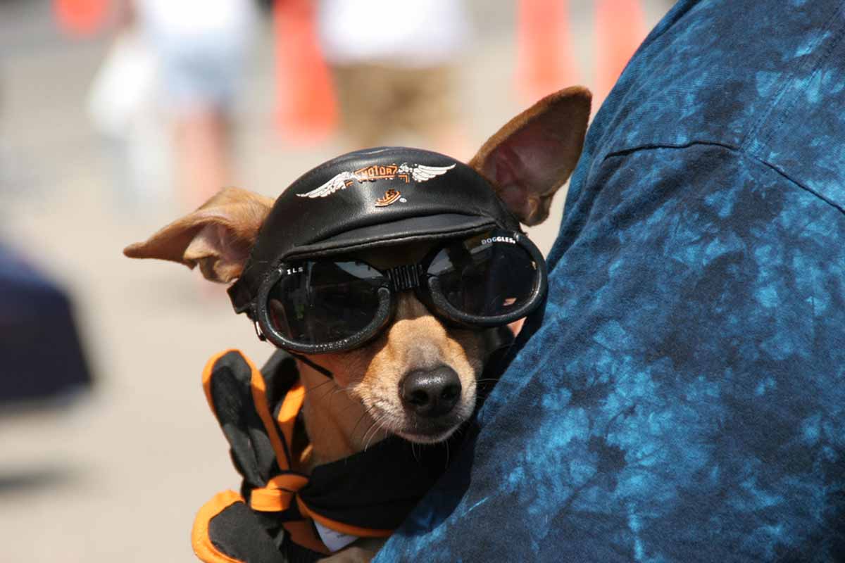 Chihuahua in biker gear. 