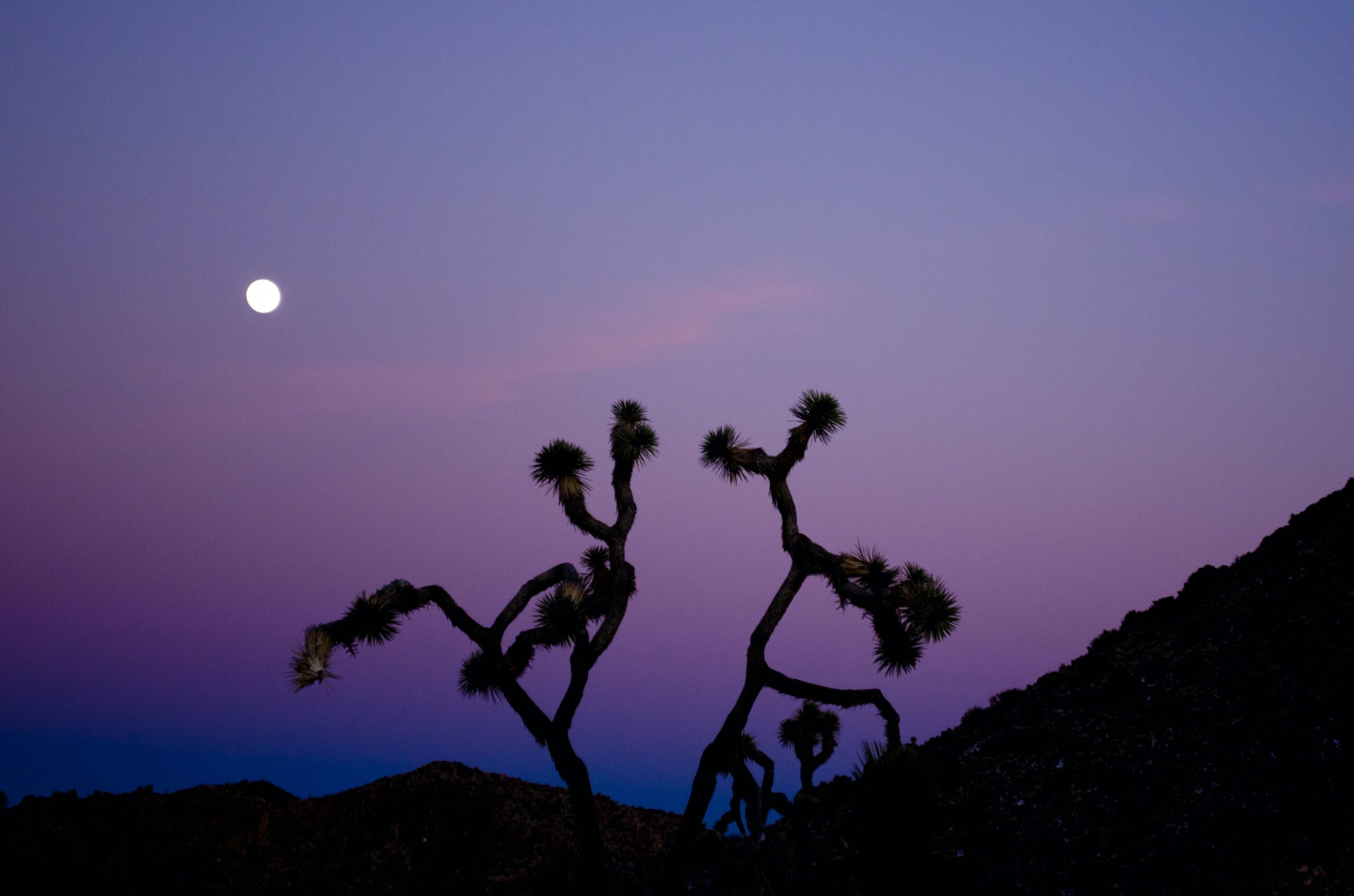 Joshua Tree at night